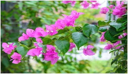 Bougainvillea