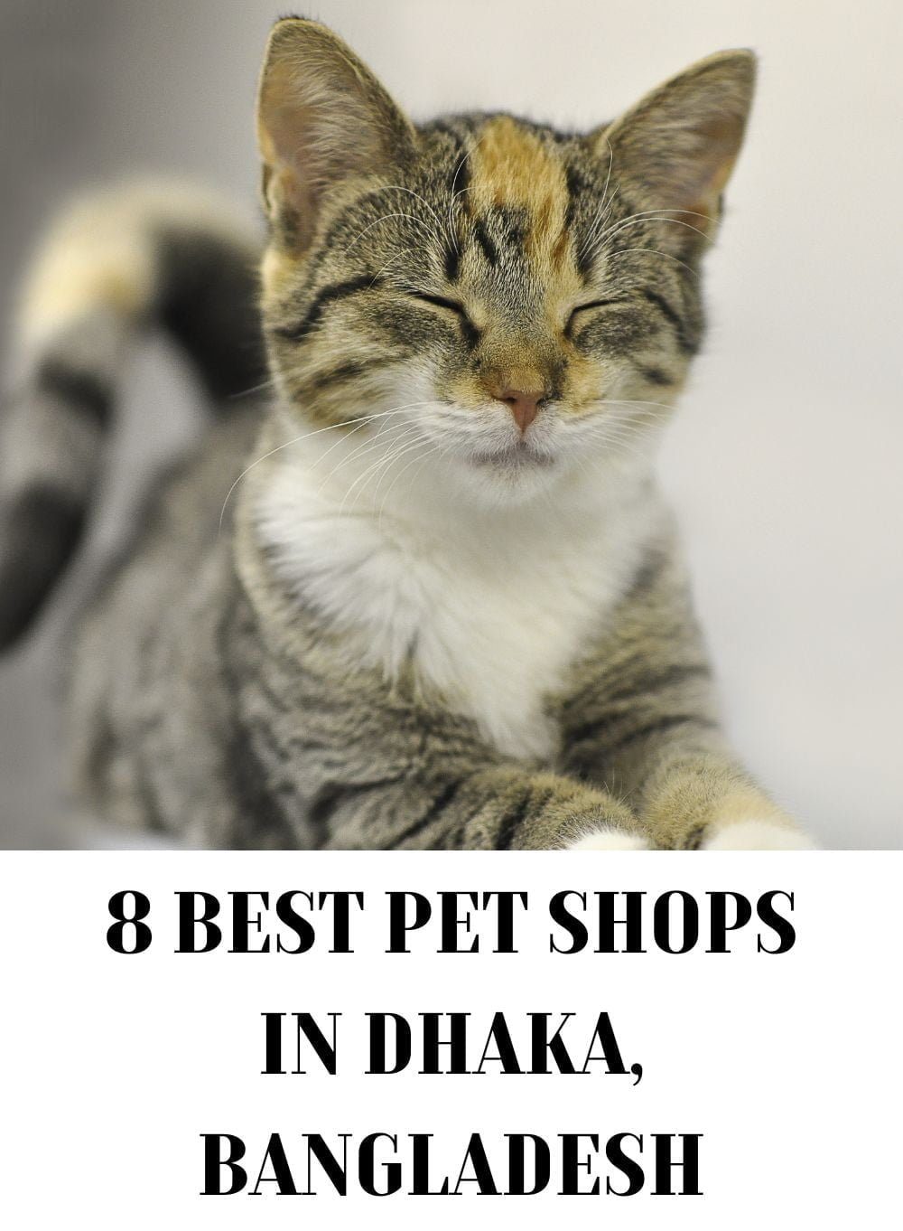 Best Pet Shops in Dhaka
