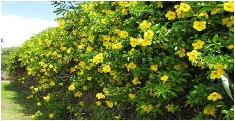Allamanda