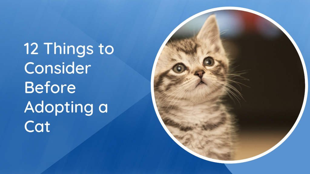 12 Things to Consider Before Adopting a Cat