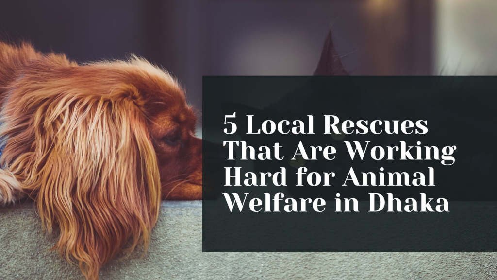5 Local Rescues That Are Working Hard for Animal Welfare in Dhaka