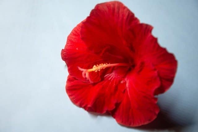 Hibiscus